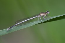 Weisse Federlibelle (Platycnemis latipes)