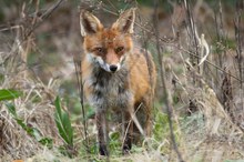 "Der Fuchs geht durch den Wald....