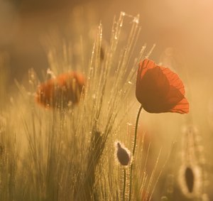 Mohn im ersten Licht