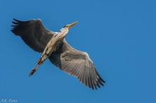 Der Flug des Reihers...