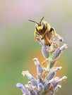 Antidium florentinum frontal auf Lavendel