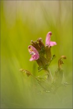 wald-läusekraut ( pedicularis sylvatica )