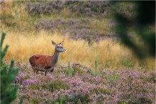 Durchblick