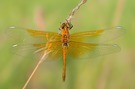 Yellow-Winged Darter