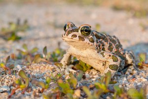 Viridis im Abendlicht