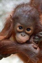 Borneo Orang Utan 2