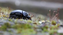 Premiere für Stierkäfer Weibchen