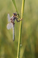 Orthetrum brunneum – Südlicher Blaupfeil - Männchen