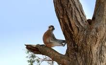 Cool bleiben - Meerkatze