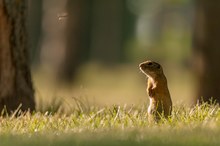 Ich glaub ich steh im Wald