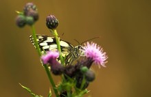 Heimlicher Erdbeerbaumfalterersatz :-)