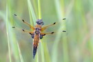 Vierfleck - Libellula quadrimaculata