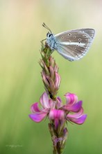 Polyommatus damon