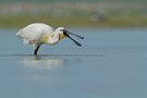 ~Löffler (Platalea leucorodia)~