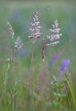 Wiesenstück zur Blauen Stunde