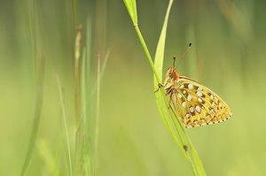 Argynnis aglaja