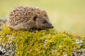 Igel (Erinaceidae)