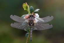 Leucorrhinia dubia - Kleine Moosjungfer