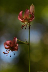 Türkenbundblüten