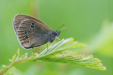 Brauner Waldvogel