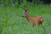 Hoffentlich überlebt er die Jagdsaison.