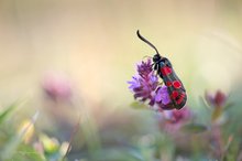 Zygaena carniolica