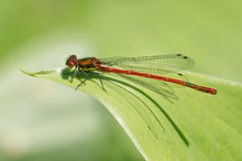 eine Frühe Adonisjungfer