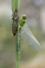 Anax imperator