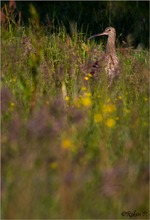 Großer Brachvogel #2