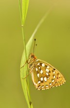 Großer Perlmutterfalter