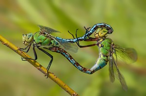 Emperor Dragonfly