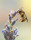 Anthidium florentinum ist weg