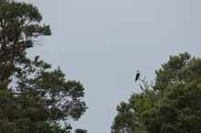 Ein großer Vogel braucht Platz zum Fliegen!