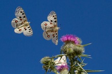 Eine Flugvorführung