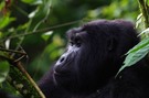 Bergorillas in den Verungas – Uganda die Perle Afrikas