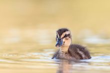 Nachwuchs bei den Enten