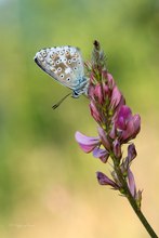 Polyommatus coridon