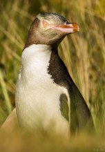 Yellow-eyed Penguin (Portrait)