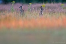 Wildkaninchen Paradies