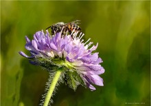 Biene auf Blüte