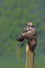 Bussard beim Sonnenbad.