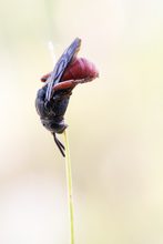 Rote Solitärbiene