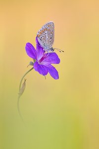 Storchschnabel-Bläuling