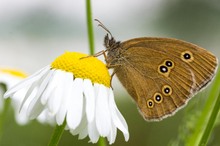 Brauner Waldvogel (Aphantopus hyperantus)