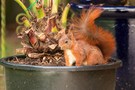 Eichhörnchen im Blumentopf