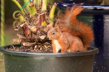 Eichhörnchen im Blumentopf