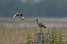 Uferschnepfen