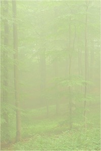 neulich Morgens im Wald