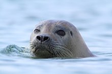 Was liegt denn da am Strand herum?