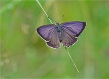 Blauer Eichenzipfelfalter